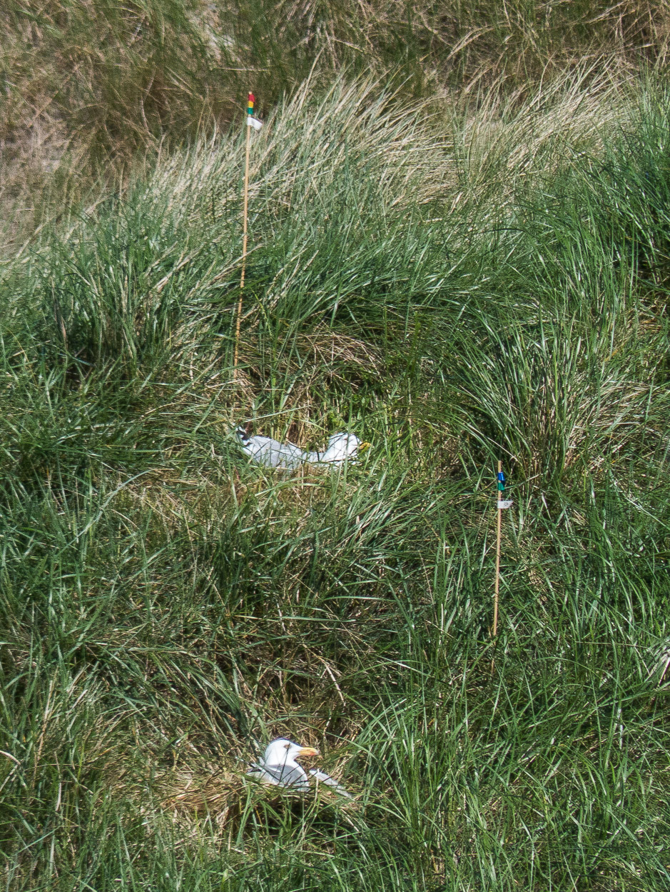 brütende Möwen (Markierung durch Fähnchen für Forschungszwecke)