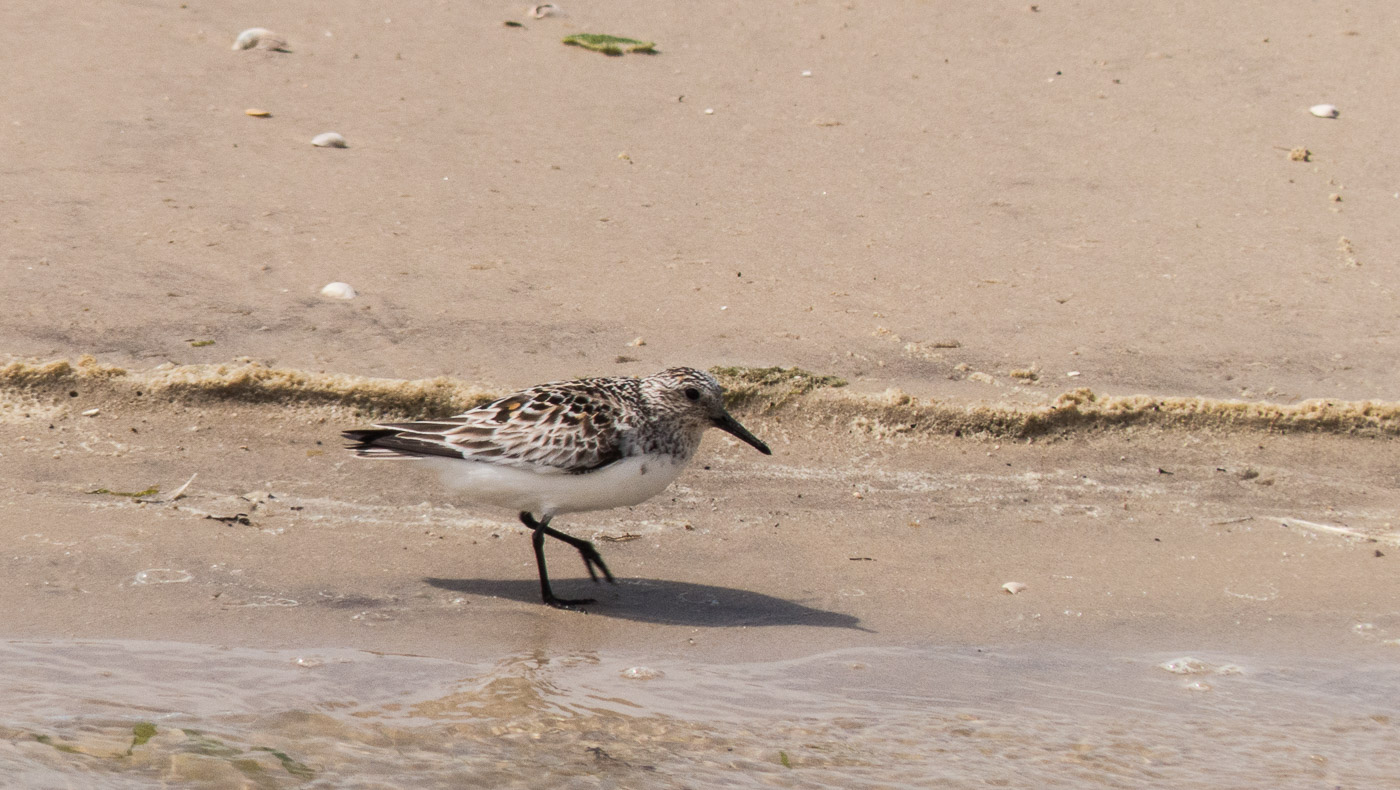 Sanderling