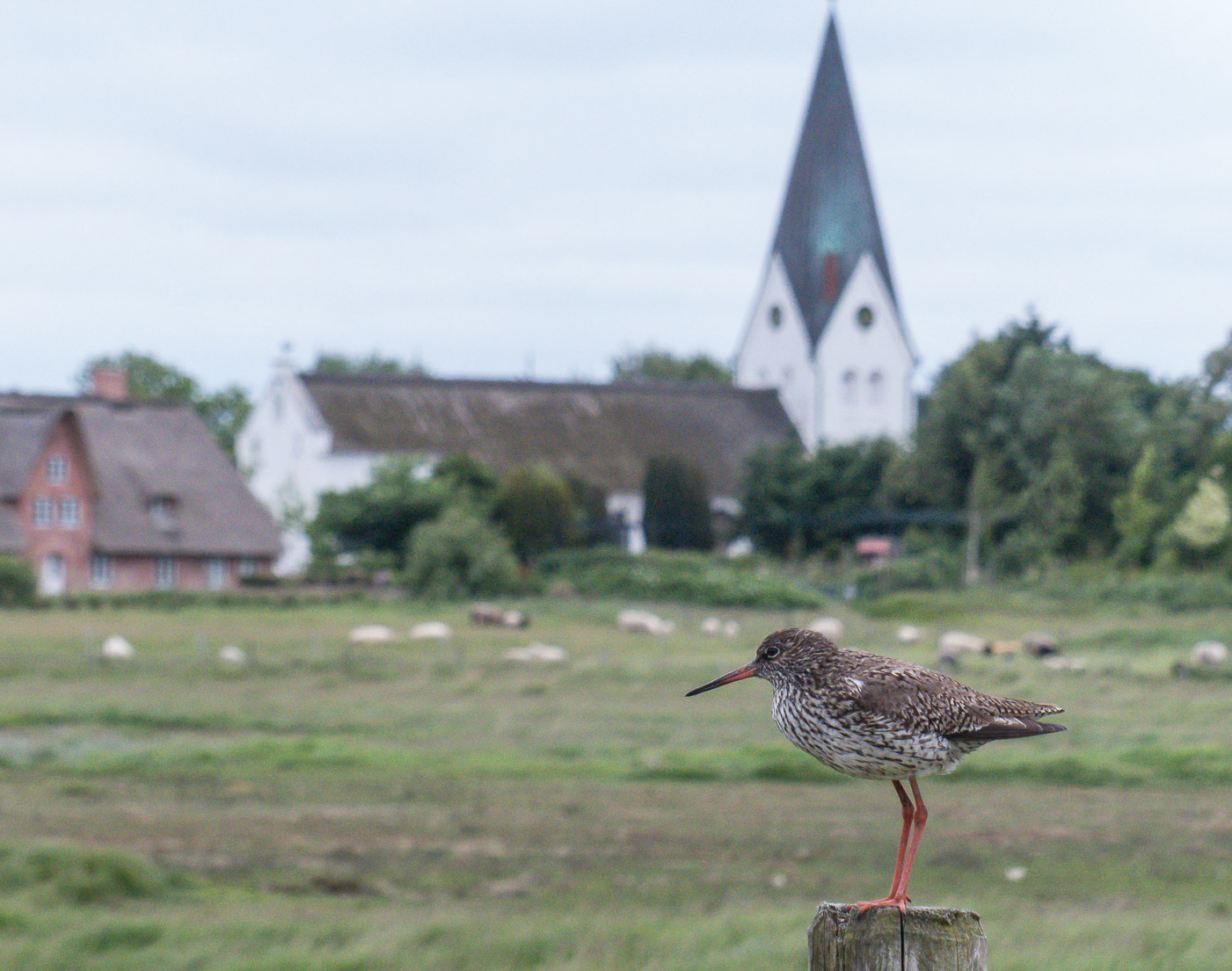 Rotschenkel