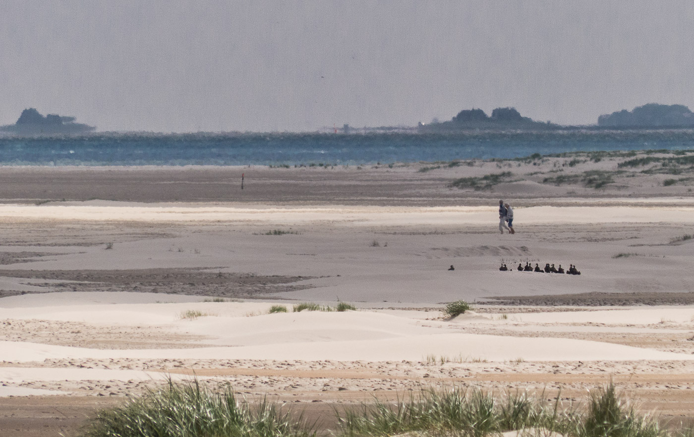 Eiderenten mit Küken auf dem Weg zum Wasser (im Hintergrund die Hallig Langeness)