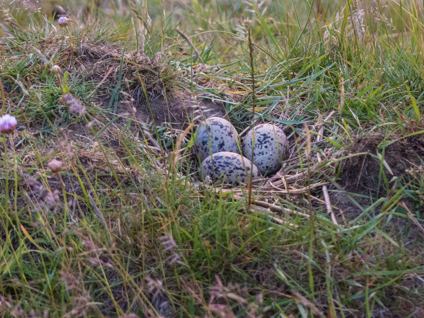 Eier des Austernfischers