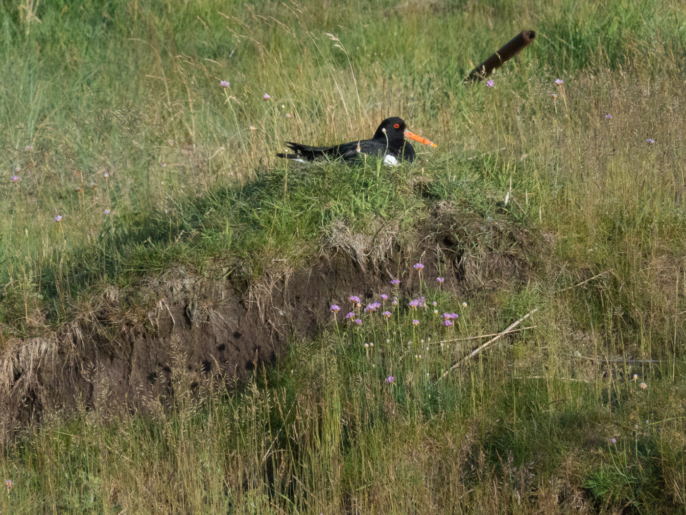 Austernfischer beim Brüten unmittelbar neben dem Wanderweg