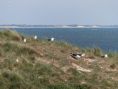 Heringsmöwen, im Hintergrund die Insel Föhr