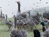 Graugans-Familie