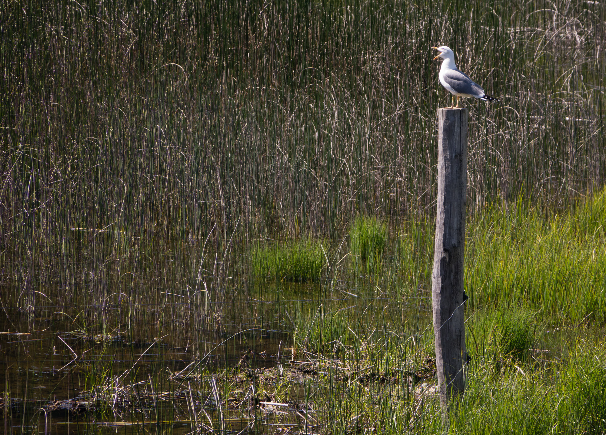 Möwe