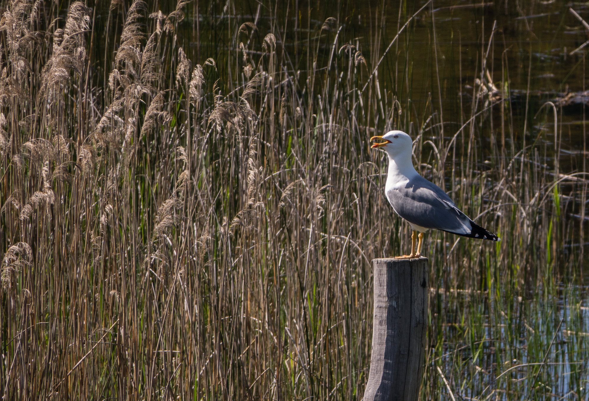 Möwe