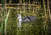 Junges Wasserhuhn