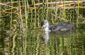 Junges Wasserhuhn